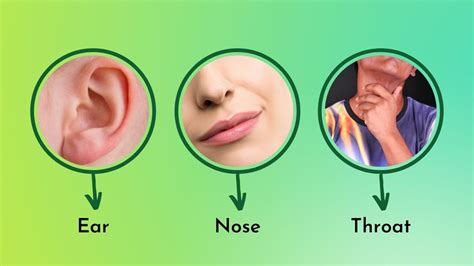 Ear Nose & Throat (ENT) .